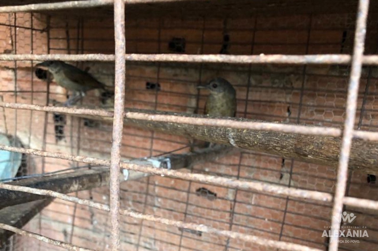 Ação realizada por SMMA e IBAMA, apreende seis pássaros criados em cativeiro